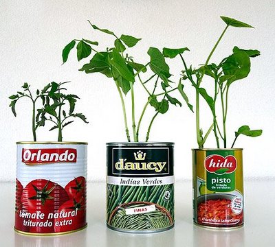 Cultivar plantas en un mini-huerto dom&eacute;stico